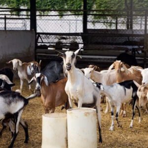 goat pakistni